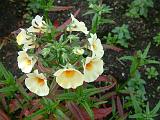 Nemesia cream 